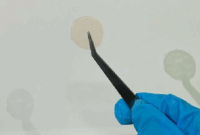 011402400_1762404395-patch_buah_merah_papua