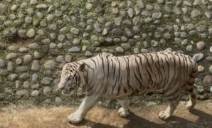 041517200_1763617114-Harimau_Pramono_Anung