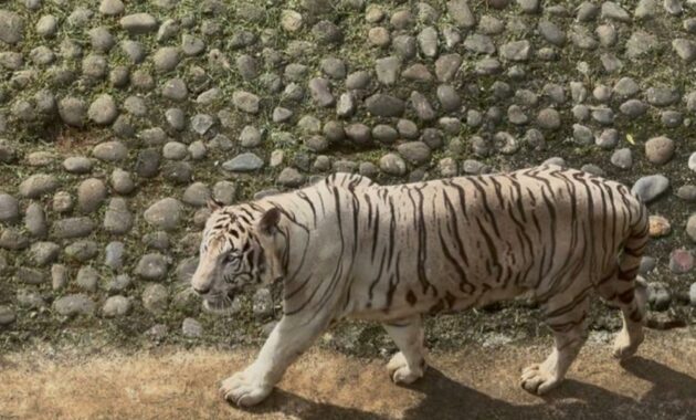 041517200_1763617114-Harimau_Pramono_Anung