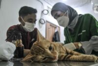 061007700_1655706367-Dinas_KPKP_Gelar_Sterilisasi_Kucing_dan_Vaksinasi_Rabies_Gratis-merdeka-4