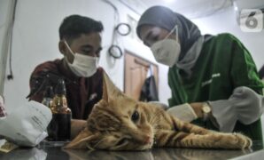 061007700_1655706367-Dinas_KPKP_Gelar_Sterilisasi_Kucing_dan_Vaksinasi_Rabies_Gratis-merdeka-4