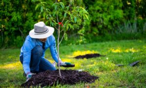 050644400_1704854102-Ilustrasi_menanam_pohon