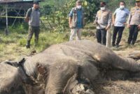 001117600_1772109412-gajah_mati