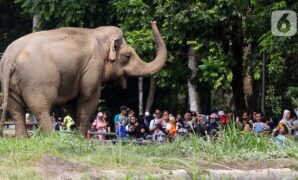 075382200_1703490520-20231225-Taman-Margasatwa-Ragunan-Herman-1