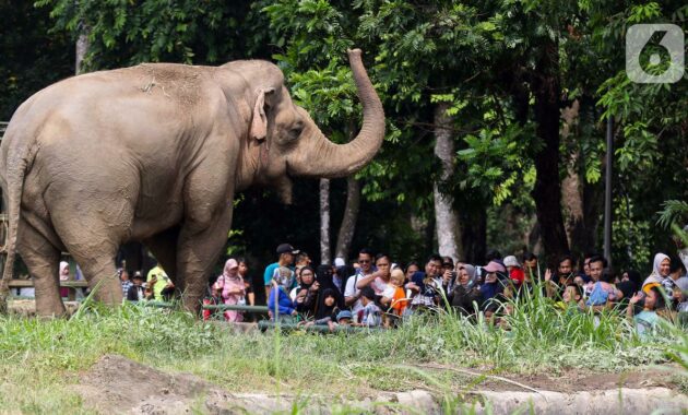 075382200_1703490520-20231225-Taman-Margasatwa-Ragunan-Herman-1