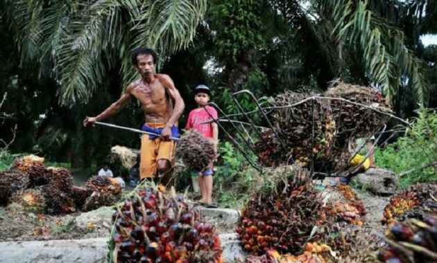 042934000_1522123940-Sawit_Jambi