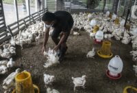 047659900_1638541456-20211203-Ayam-Nataru-4