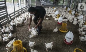 047659900_1638541456-20211203-Ayam-Nataru-4