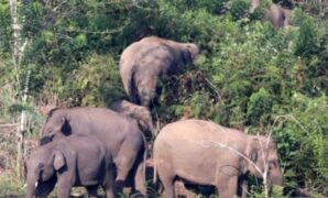 074171300_1771667098-kawanan-gajah-a_2