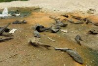 016150900_1572853067-ikan_mati