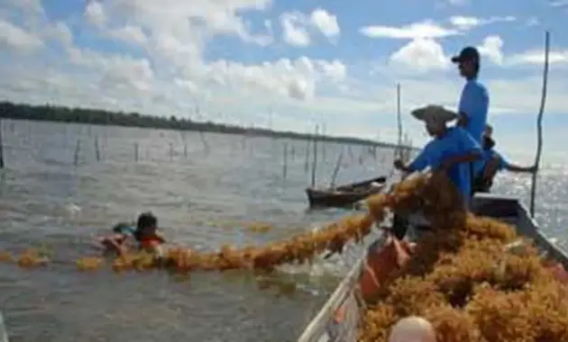 100505bfoto_petani-laut