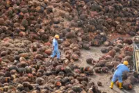 025601600_1709363956-Tandan_Buah_Segar__TBS__di_Pabrik_Pengolahan_Kelapa_Sawit