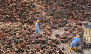 025601600_1709363956-Tandan_Buah_Segar__TBS__di_Pabrik_Pengolahan_Kelapa_Sawit